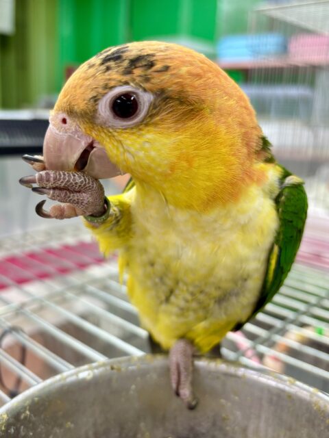 シロハラインコ