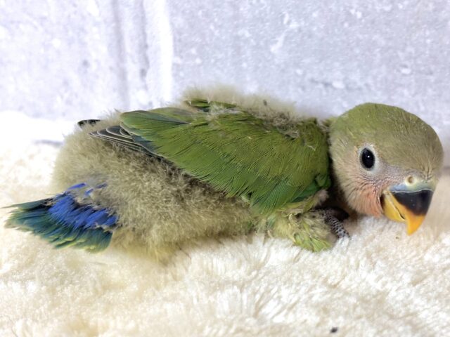 コザクラインコ（小桜インコ）