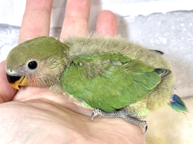 コザクラインコ（小桜インコ）