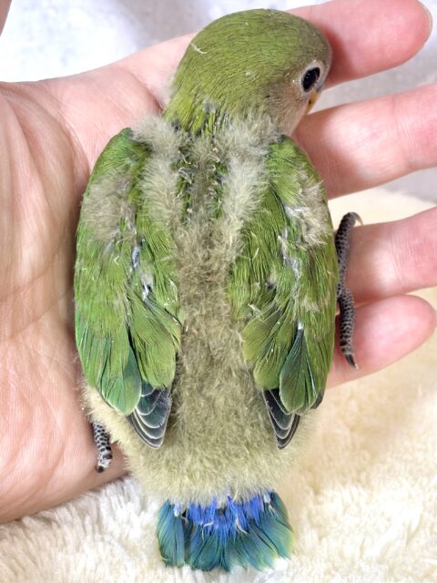 コザクラインコ（小桜インコ）