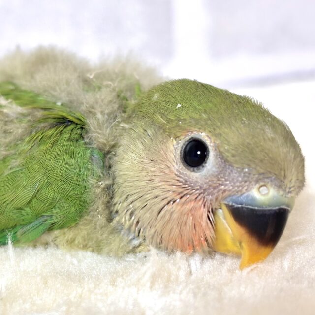 コザクラインコ ノーマル 🍀🍊🍒´-