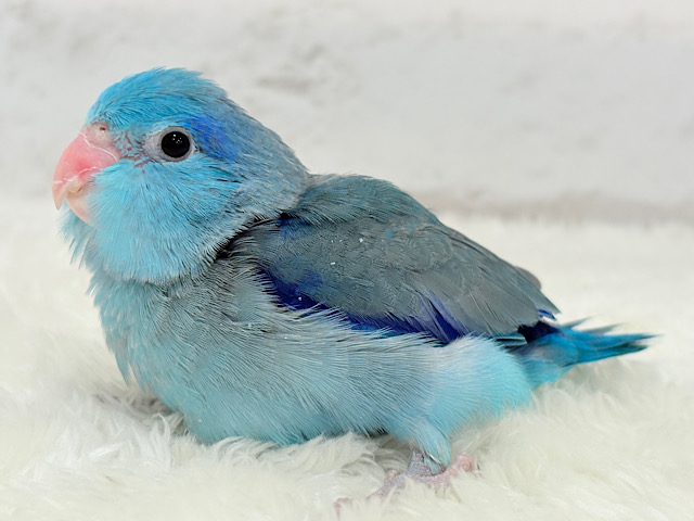 【最新画像更新🪄】ねむねむボーイの登場です‪☆マメルリハ(ブルー) 男の子 ヒナ