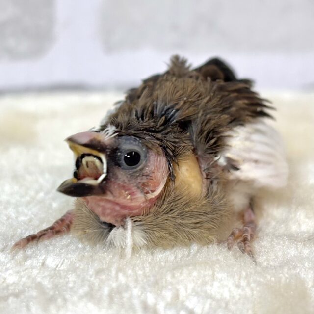 十姉妹 ヒナ 🤎｡・:＋°