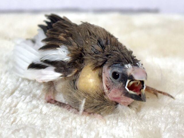 十姉妹（ジュウシマツ）