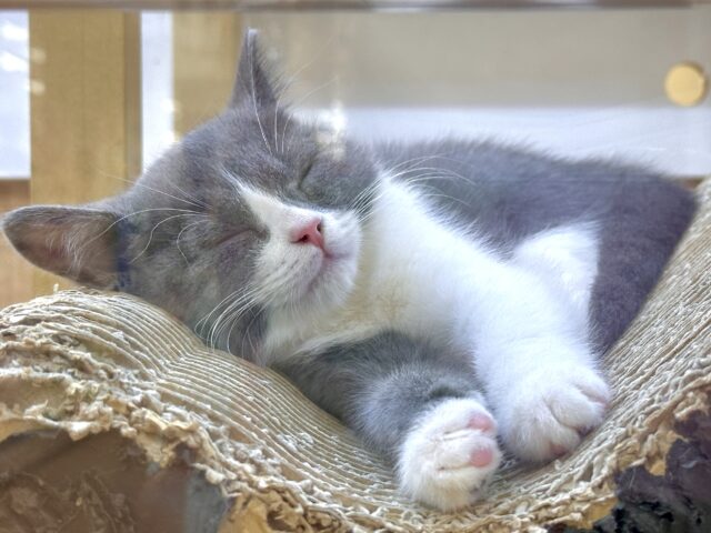 スコティッシュフォールド