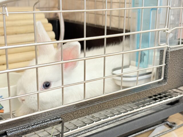 ネザーランドドワーフ