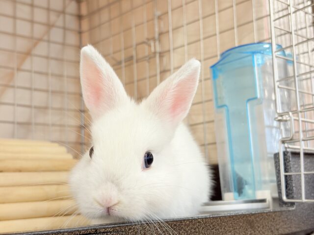 ネザーランドドワーフ