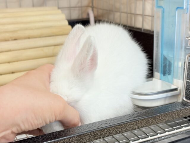 ネザーランドドワーフ