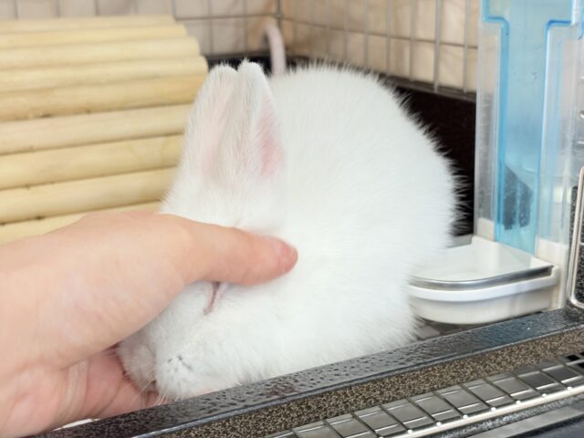 ネザーランドドワーフ