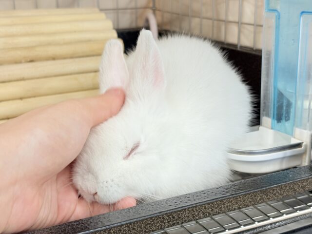 ネザーランドドワーフ