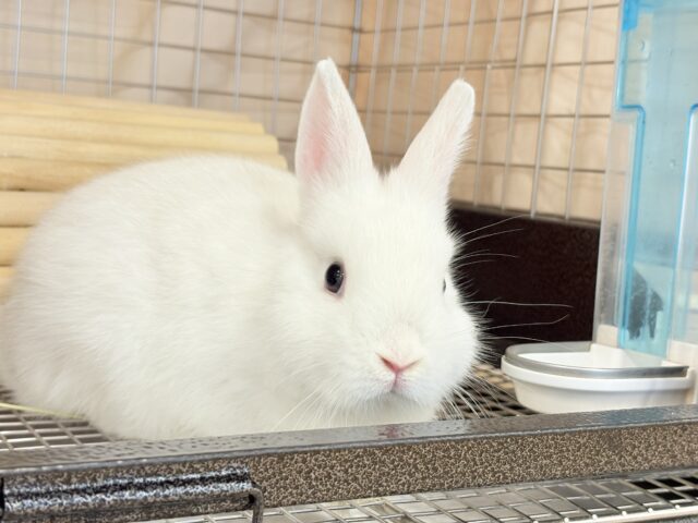 ネザーランドドワーフ