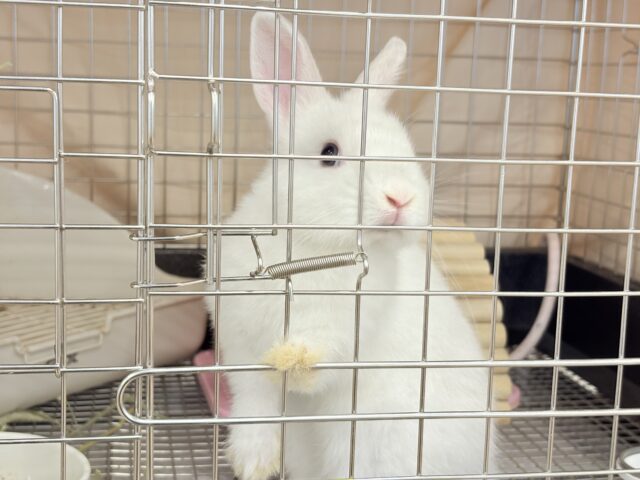 ネザーランドドワーフ