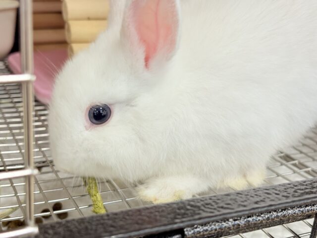 ネザーランドドワーフ