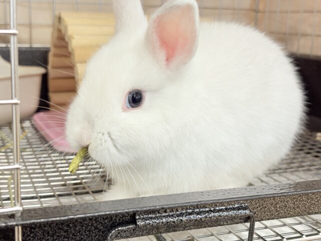 ネザーランドドワーフ