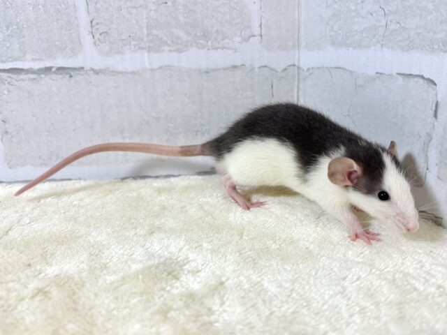 ファンシーラット