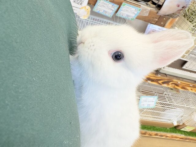 ネザーランドドワーフ