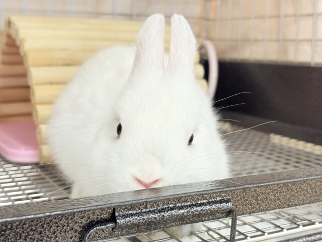 ネザーランドドワーフ