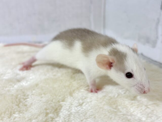 ファンシーラット