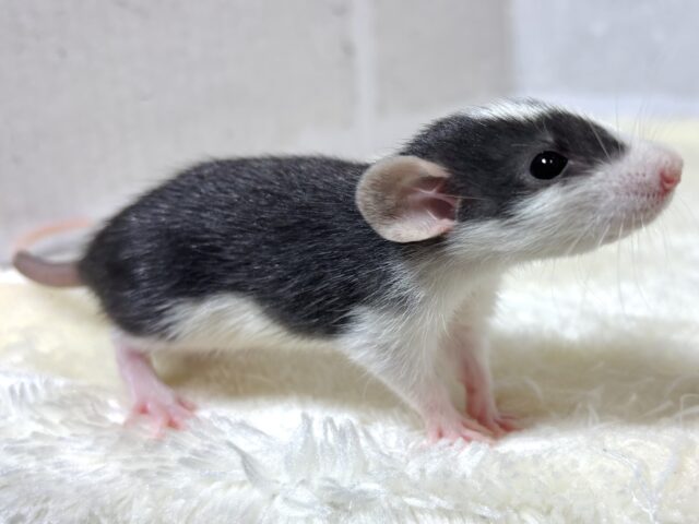 ファンシーラット