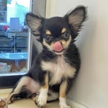 愛嬌たっぷり💖まろ眉チワワの女のコ！