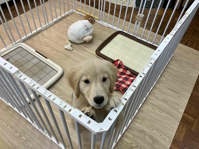 ゴールデンレトリバー