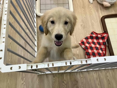 ゴールデンレトリバー