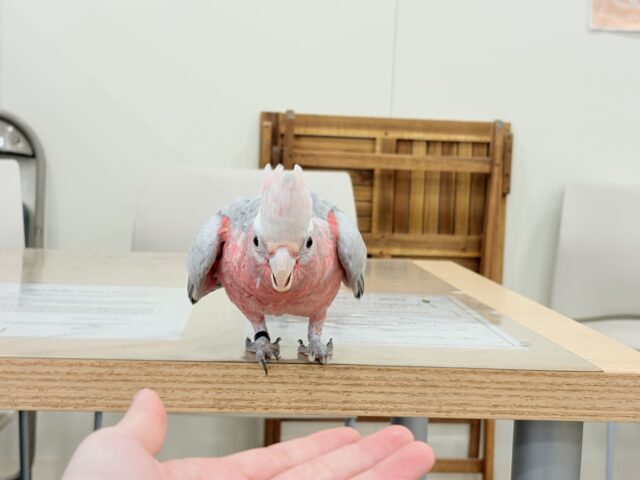 モモイロインコ