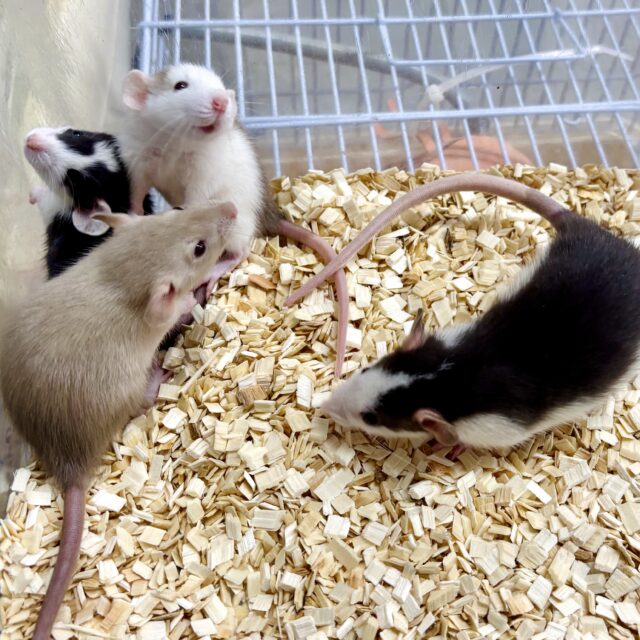 ファンシーラット 男の子 🐁💙🩵⸒⸒