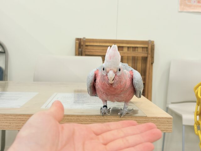 モモイロインコ