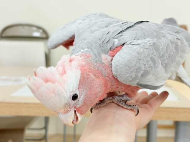 【動画更新🪄】極上の甘さ🍑💖モモイロインコ(女の子) モモイロインコ