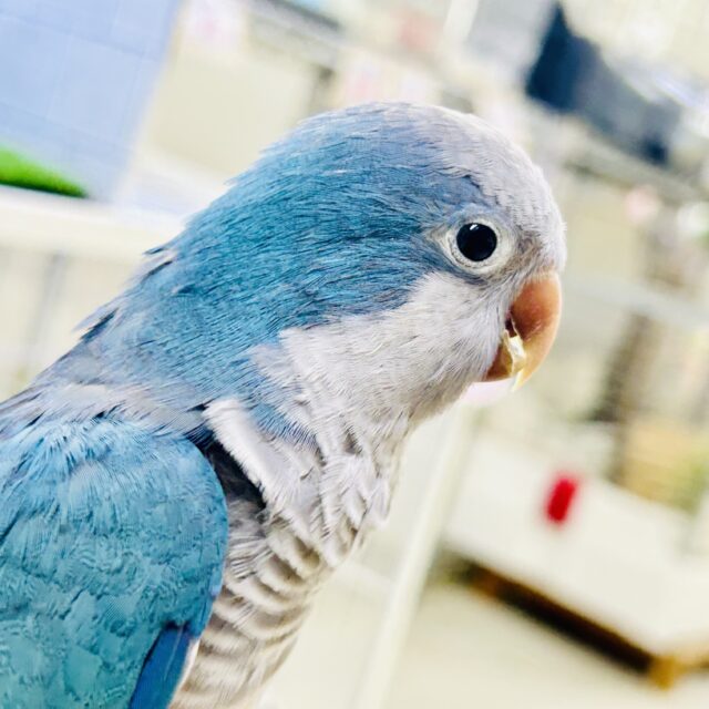 オキナインコ