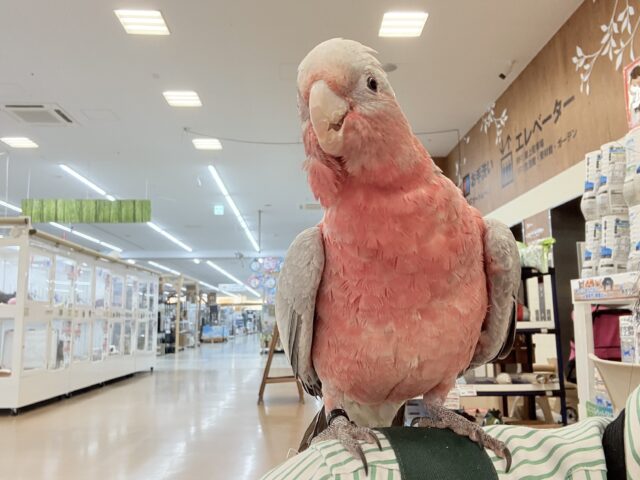 モモイロインコ