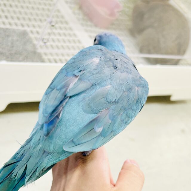オキナインコ