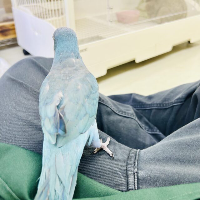 オキナインコ