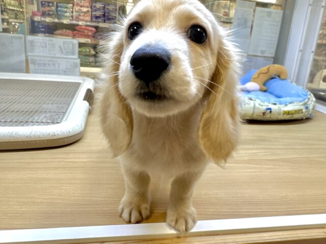 ミニチュアダックス