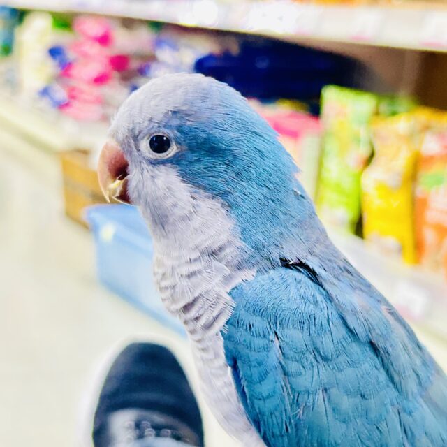 オキナインコ
