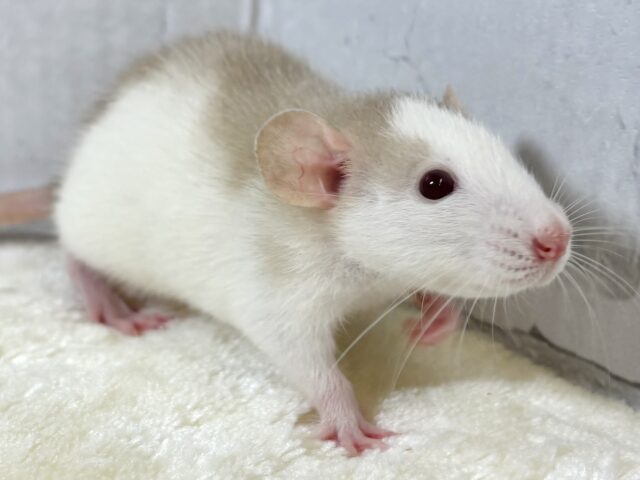 ファンシーラット