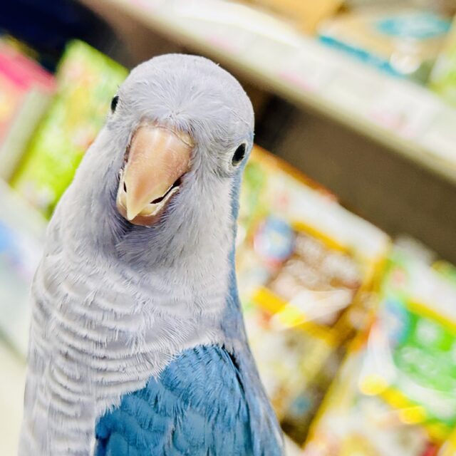 オキナインコ