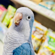 ✨️最新画像✨️ブルーがかわいい🩵かまってちゃんさ😚オキナインコ（ブルー/2022年6月生まれ)