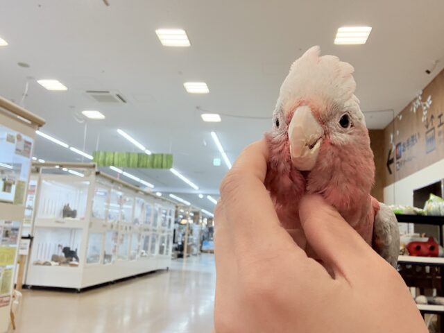【動画更新🪄】極上の甘さ🍑💖モモイロインコ(女の子) モモイロインコ