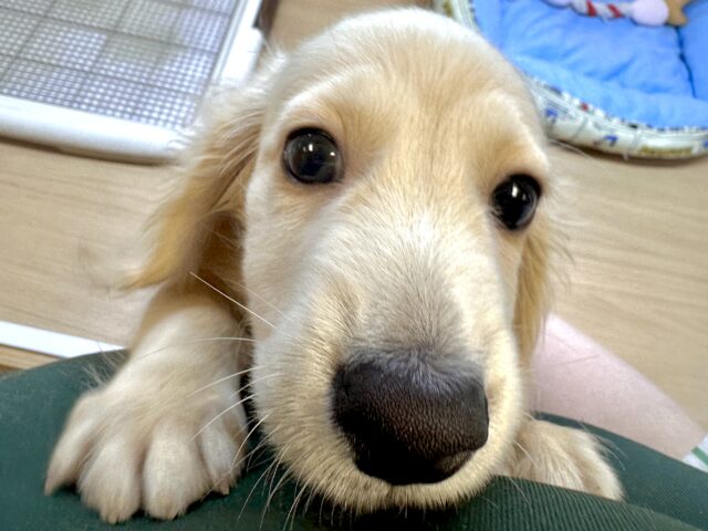 ミニチュアダックス