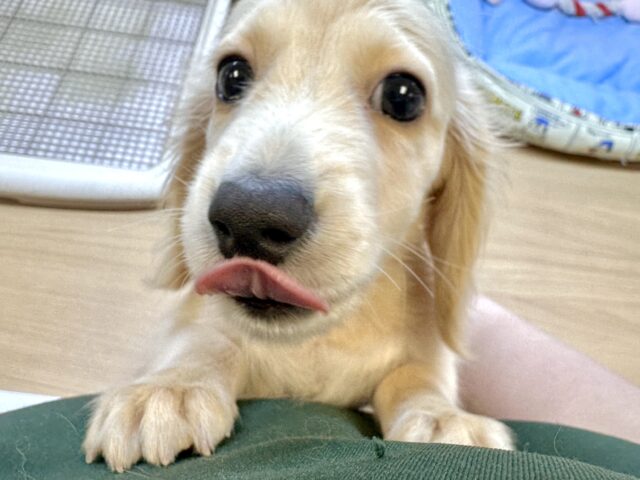 ミニチュアダックス