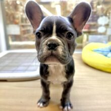 レアカラー︎✦︎︎︎.。虜になっちゃうしわしわボディ💙フレブル男の子