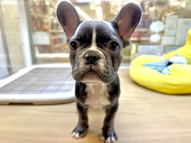 レアカラー︎✦︎︎︎.。虜になっちゃうしわしわボディ💙フレブル男の子