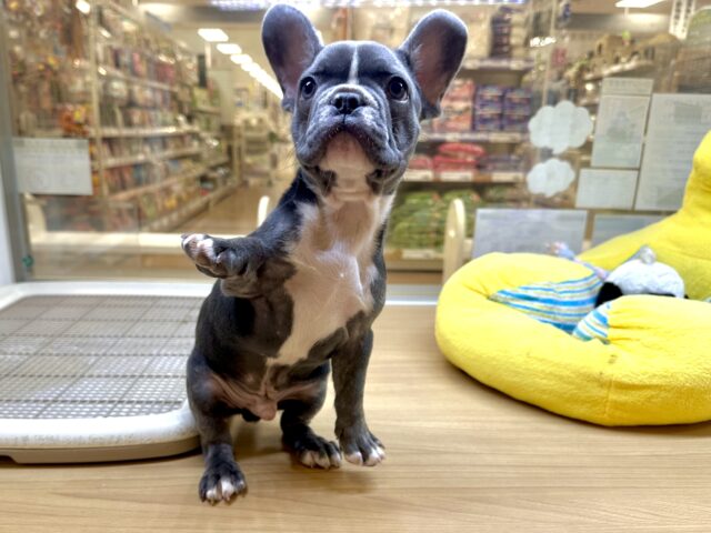 フレンチブルドッグ