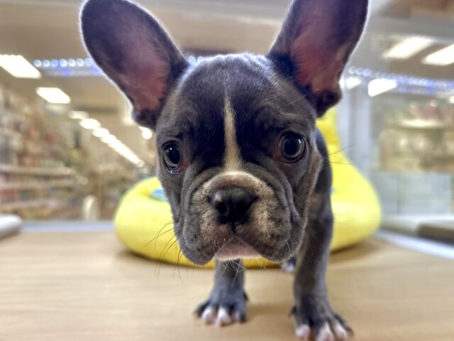 フレンチブルドッグ