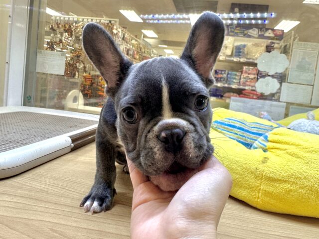 フレンチブルドッグ