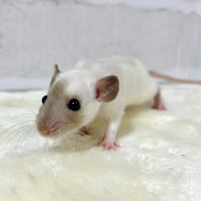 ファンシーラット