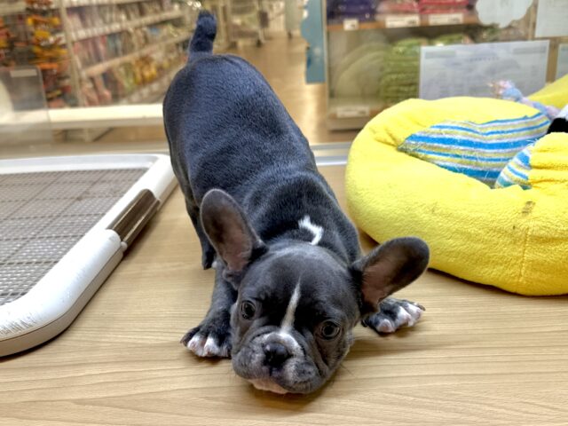 フレンチブルドッグ