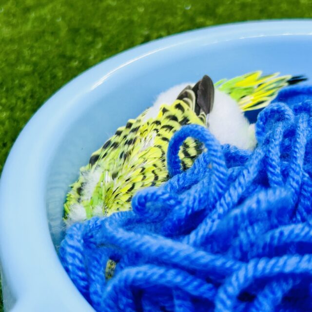 セキセイインコ